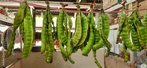 фотографія Petai or Pete or Green stink bean (Parkia speciosa) is vegetable typical Indonesian food, bitter and foul-smelling nuts