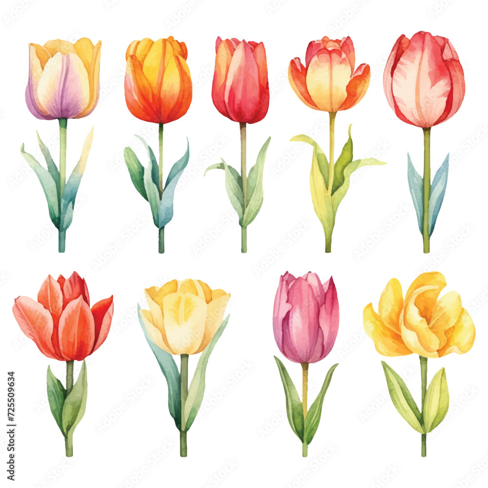 Cute Watercolor tulips pack Cute Watercolor tulips pack