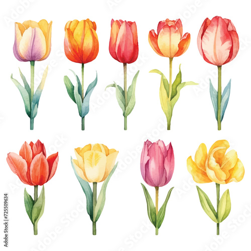 Cute Watercolor tulips pack