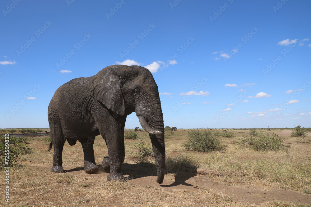 Obraz premium Afrikanischer Elefant / African elephant / Loxodonta africana