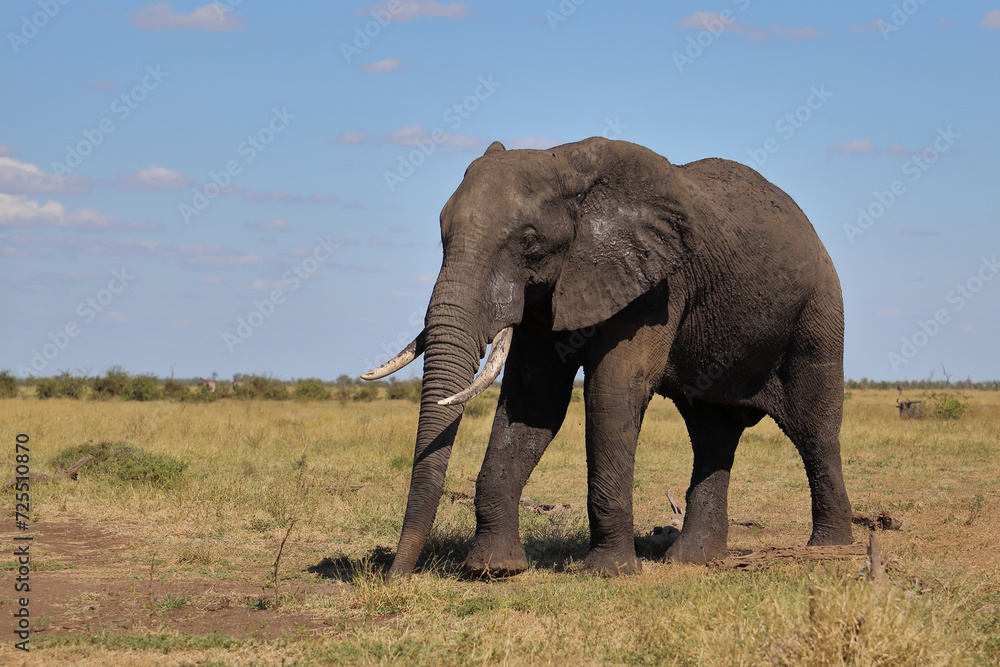 Obraz premium Afrikanischer Elefant / African elephant / Loxodonta africana