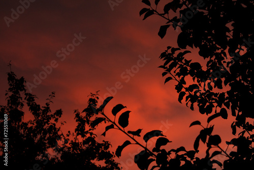 red sunset sky, tree branches against the sky 