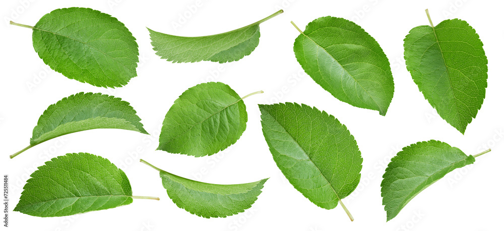 Fototapeta premium Apple leaf isolated clipping path