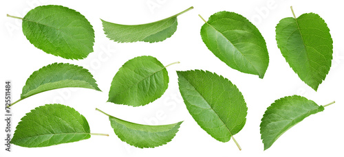 Wallpaper Mural Apple leaf isolated clipping path Torontodigital.ca