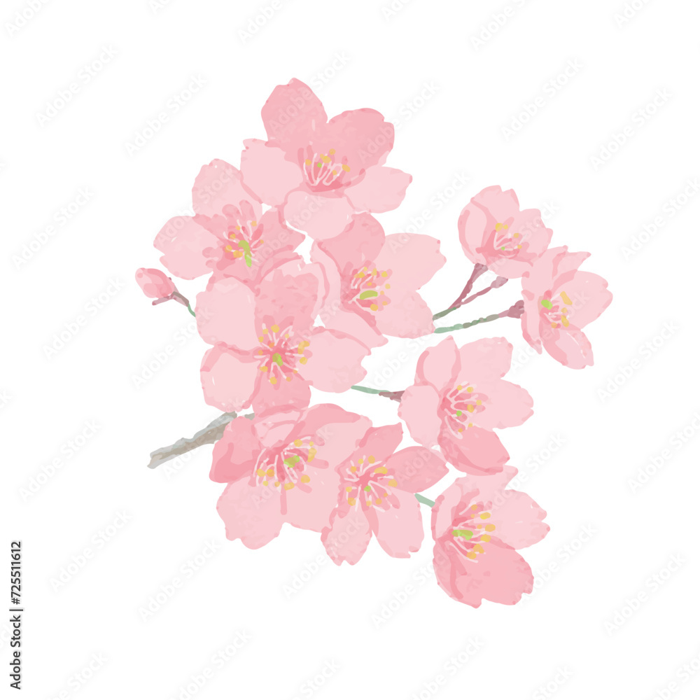 Fototapeta premium 桜の花