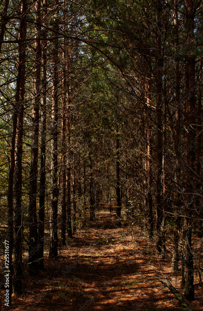 Mystical overgrown spruce forest, dense forest overgrown forest planting, gloomy coniferous forest
Mystical overgrown spruce forest, dense forest overgrown forest planting, gloomy coniferous forest