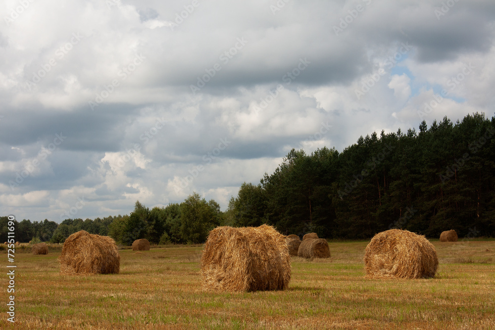 Straw collected in bales on a harvested wheat field, cloudy sky over the field, early autumn
