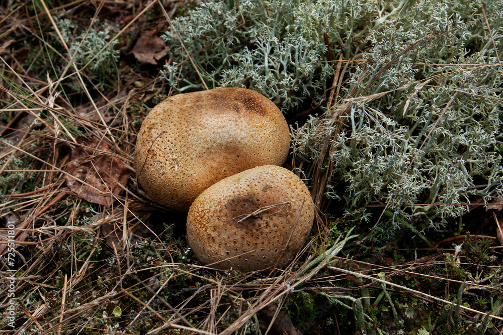 mushrooms in the forest, Lycoperdon perlatum, the common puffball, mushrooms in the forest, Lycoperdon perlatum, the common puffball,
