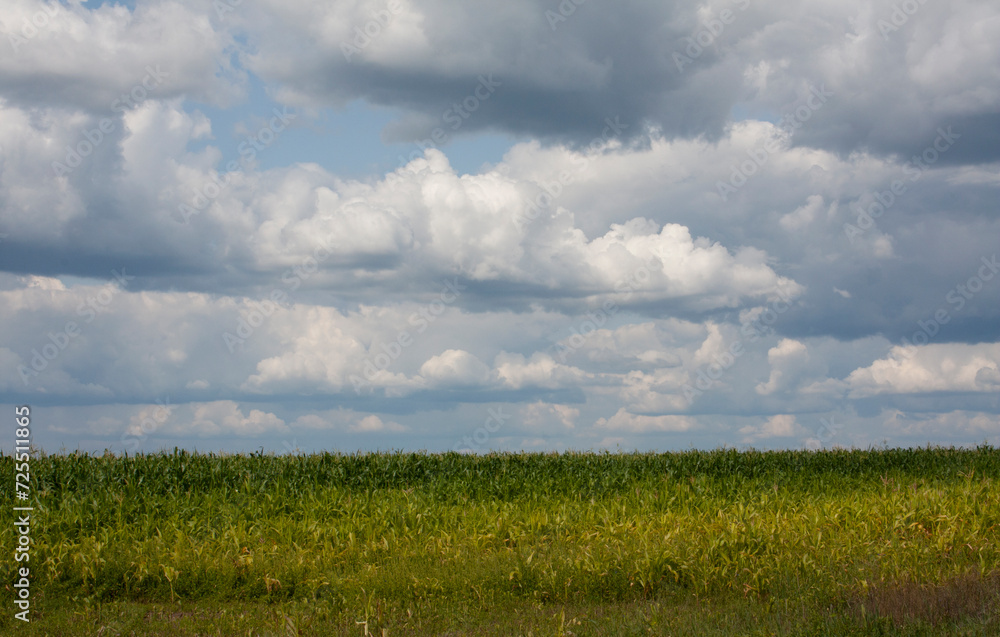 cloudy day over green corn field, blue cloudy sky.
cloudy day over green corn field, blue cloudy sky.