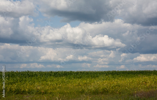 cloudy day over green corn field, blue cloudy sky. 
