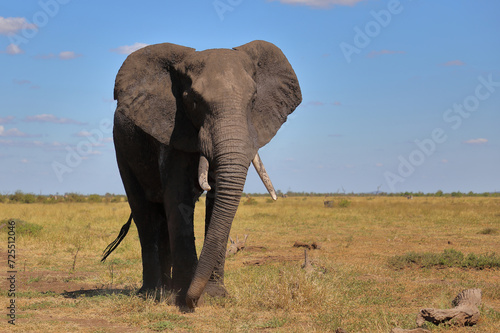 Afrikanischer Elefant   African elephant   Loxodonta africana