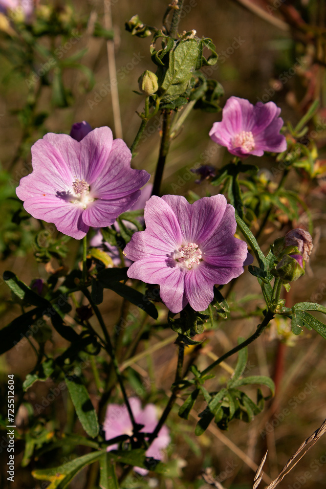 Mallow, musk mallow (Malva moschata), flower in a meadow, medicinal plant, aromatic plant,
Mallow, musk mallow (Malva moschata), flower in a meadow, medicinal plant, aromatic plant,