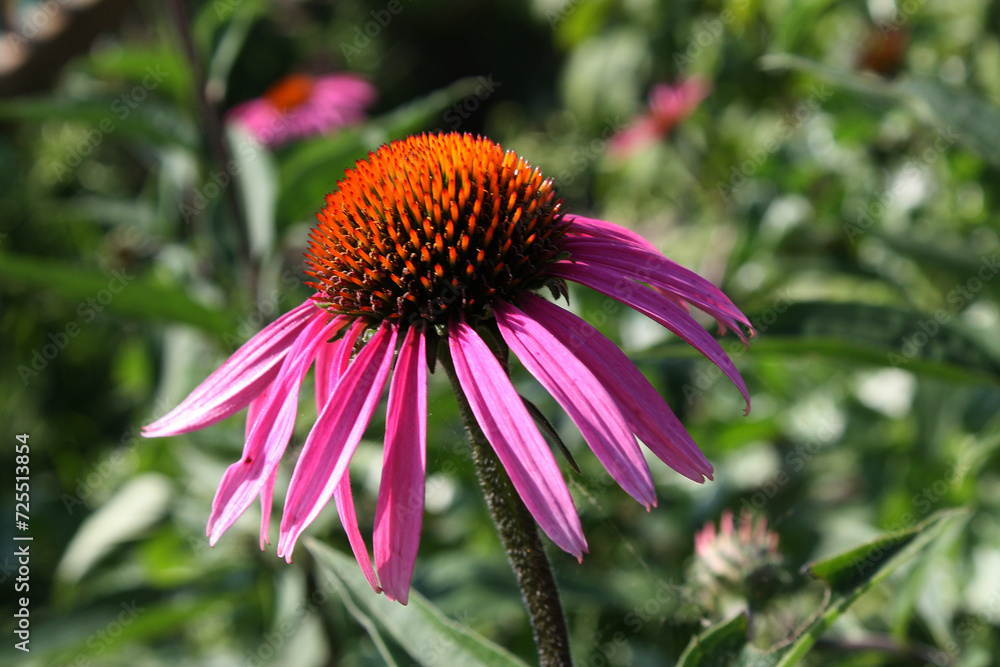 Echinacea purpurea purple coneflower during the summer months.Pink echinacea flowers in the garden on the sunny day. Echinacea purpurea purple coneflower during the summer months.Pink echinacea flowers in the garden on the sunny day.