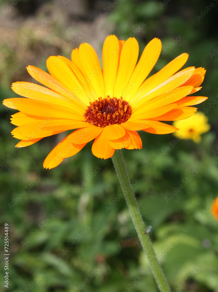 Yellow calendula flower close up. Growing medicinal plants in home garden. Summer natural background. Yellow calendula flower close up. Growing medicinal plants in home garden. Summer natural background.