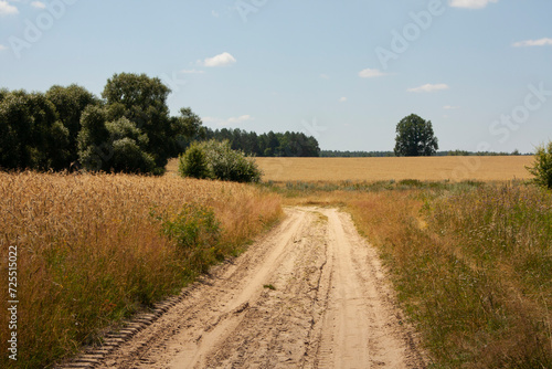 sandy road and dried yellow grass in hot August. Scene of midday sun on a field  rural life. scenery. August heat  the earth is waiting for rain 