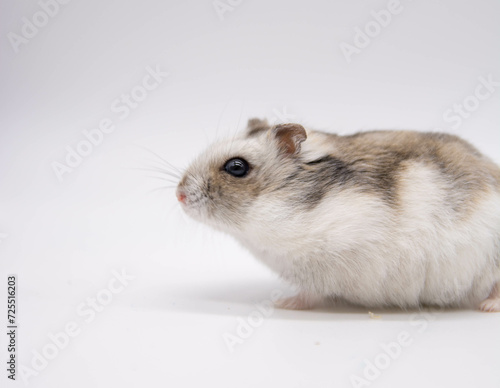 Campbell Hamster Adventure in a Simple White Space