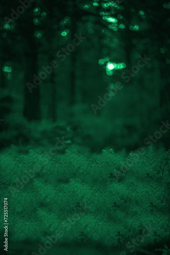 forest in the night