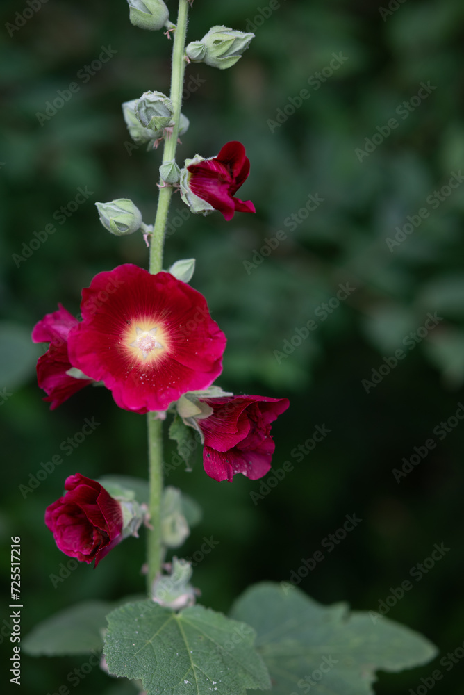 Flowering common hollyhock (Alcea rosea) plants with dark red flowers in summer garden