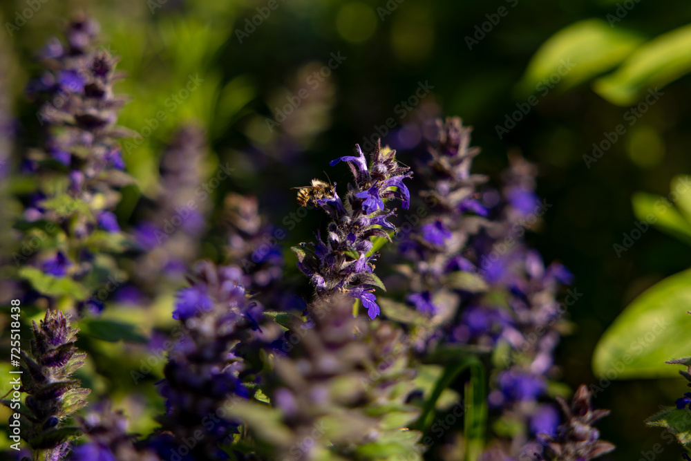 Pollinator bee on blue Bugle wildflower. Insect pollination moment outdoors in spring. Beautiful natural landscape. Pollinator bee on blue Bugle wildflower. Insect pollination moment outdoors in spring. Beautiful natural landscape.