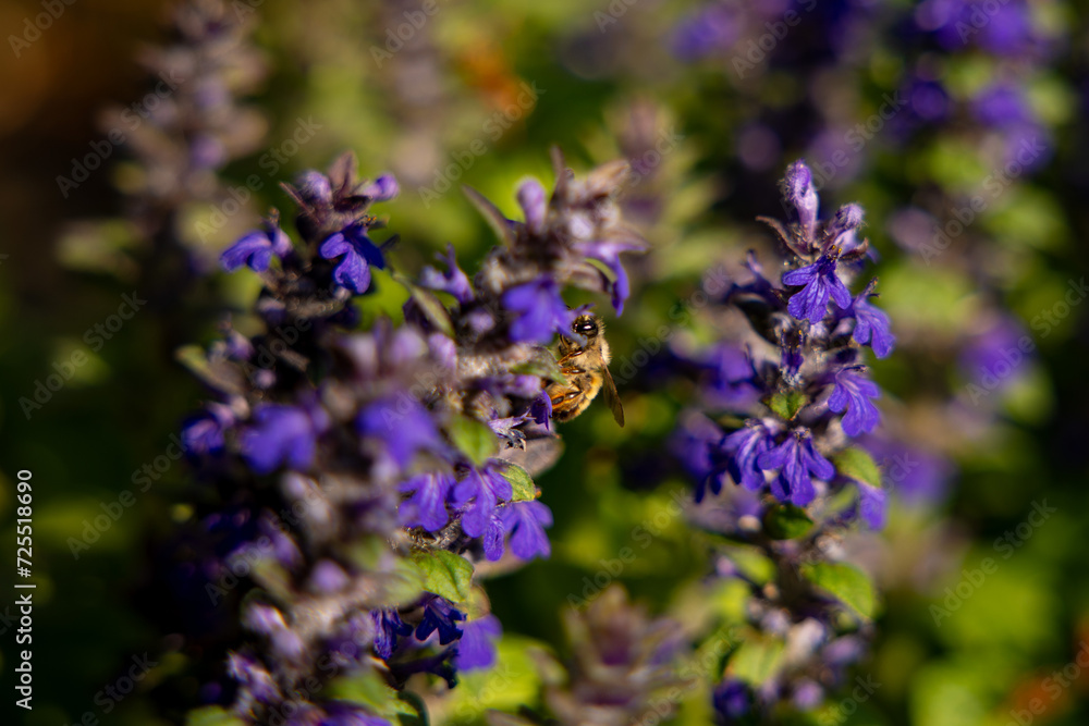 Fototapeta premium Pollinator bee on blue Bugle wildflower. Insect pollination moment outdoors in spring. Beautiful natural landscape.