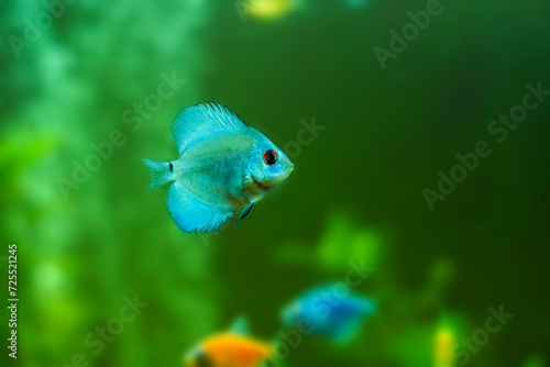 Young discus in aquarium, freshwater aquarium 