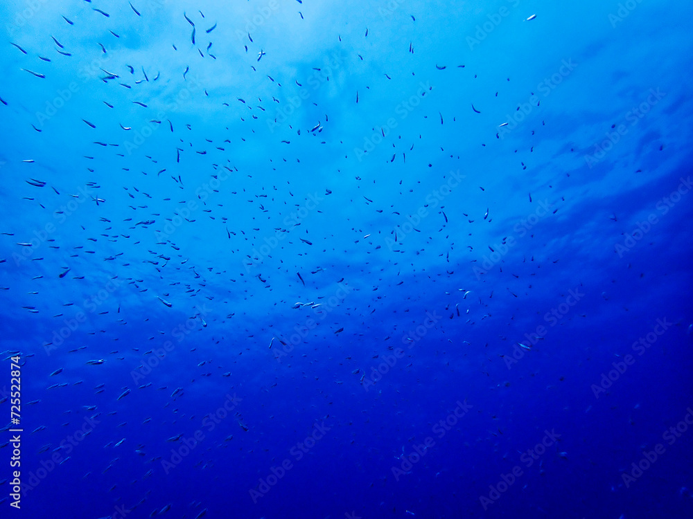 Atlantic Ballet: Underwater Symphony of Tiny Fish in Lanzarote's Blue Gradient Atlantic Ballet: Underwater Symphony of Tiny Fish in Lanzarote's Blue Gradient