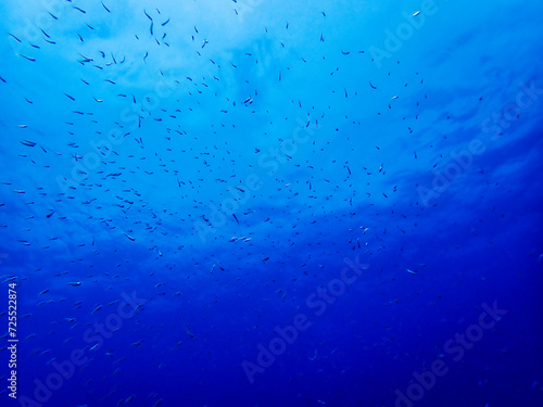 Atlantic Ballet: Underwater Symphony of Tiny Fish in Lanzarote's Blue Gradient