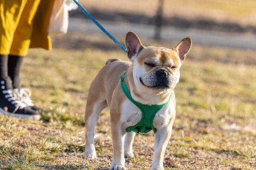 Leinwandbilder Französische Bulldogge Französische Bulldogge mit lustiger Grimasse  © 高章 三枝