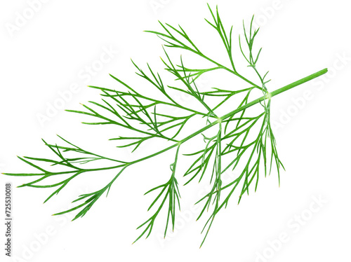 Green dill leaves isolated on white background. © Екатерина Иванова