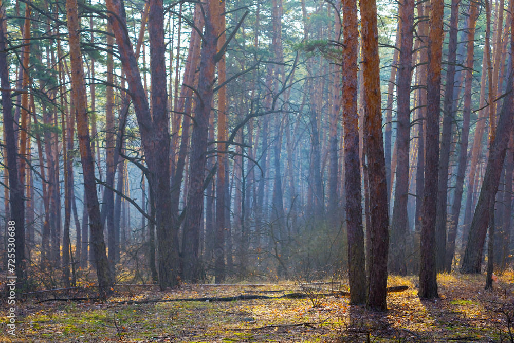 early morning spring forest glade in blue mist