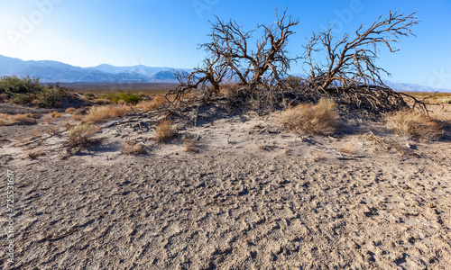 Dry vegetation and dead trees in the dry hot rocky Mojave Desert in California near Death Valley NP
