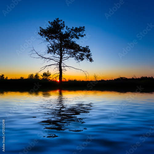 alone pine tree silhouette reflected in calm lake at the twilight