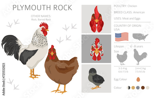 Plymouth Rock Chicken breeds clipart. Poultry and farm animals. Different colors set
