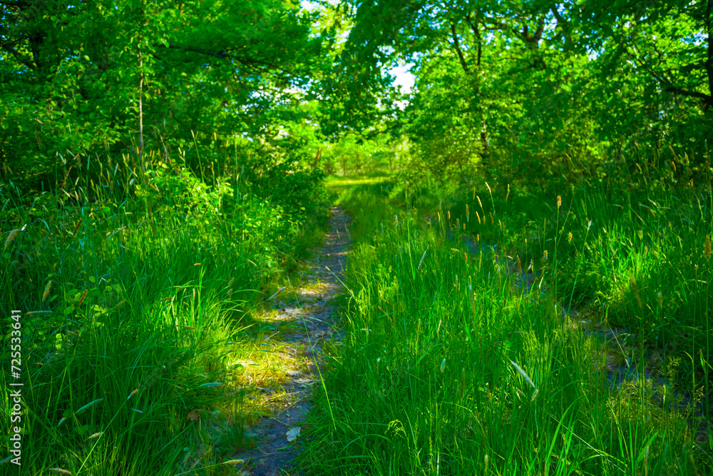 Fototapeta premium small road in green forest