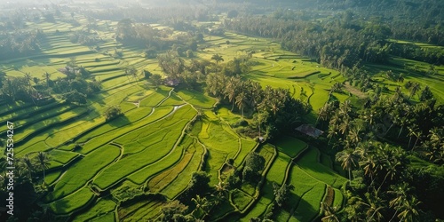An aerial view of vast and lush rice fields, sunlight