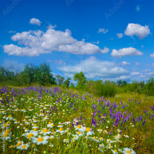 summer forest glade covered by wild flowers