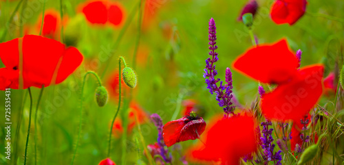 closeup heap of red poppy flowers in green grass