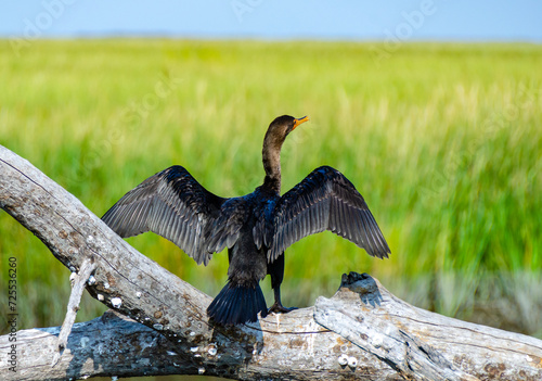The double-crested cormorant (Nannopterum auritum), a bird dries its wings on a tree photo