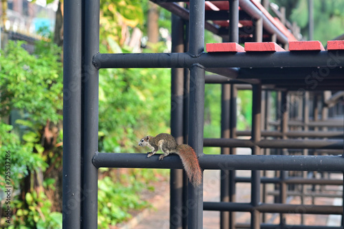 Closeup of A small gray squirrel climbing on black steel bleachers in the park with natural background at Thailand.