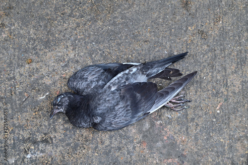 Closeup of A dead pigeon lay on the tiled floor inside the building in Thailand.