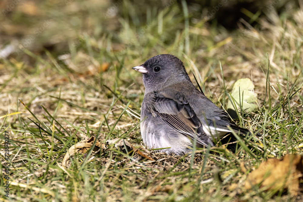 Fototapeta premium The dark-eyed junco (Junco hyemalis), male on the meadow