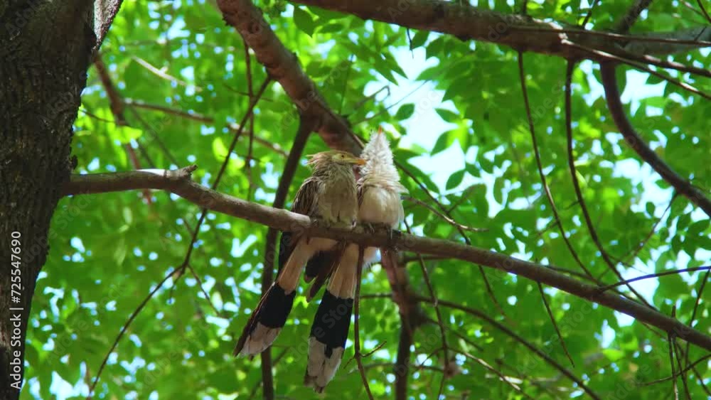 Guira (Guira guira) is a larval cuckoo, the only member of the genus Guira. It is found in southern and eastern Brazil, non-mountainous Bolivia, Paraguay, Uruguay and northern Argentina. Guira (Guira guira) is a larval cuckoo, the only member of the genus Guira. It is found in southern and eastern Brazil, non-mountainous Bolivia, Paraguay, Uruguay and northern Argentina.