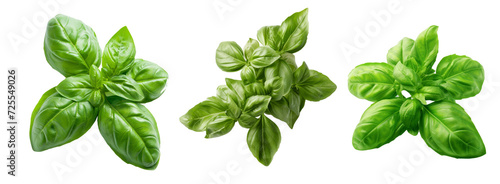 Basil isolated on transparent background cutout