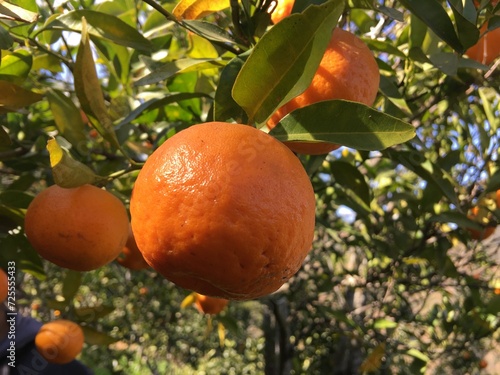 orange tree with fruits