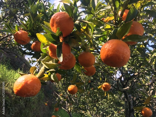 Oranges on tree