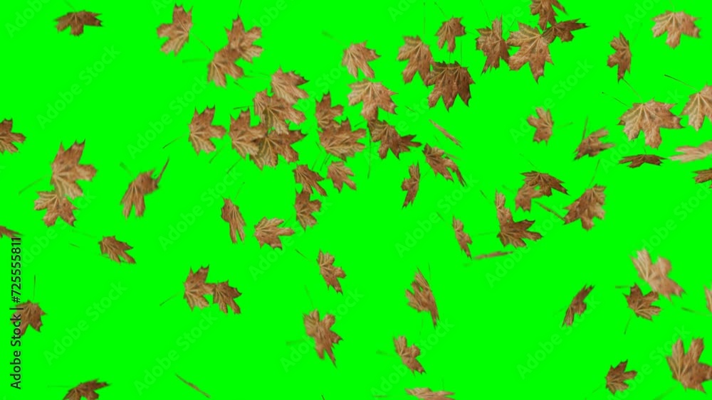looping autumn leaves rain falling leaf on green screen video animation looping autumn leaves rain falling leaf on green screen video animation