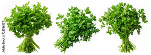 Parsley isolated on transparent background cutout photo