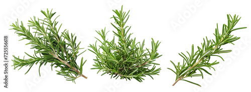 Rosemary isolated on transparent background cutout