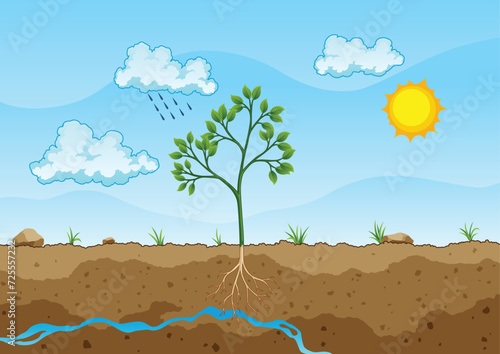 Photosynthesis process. Tree produce oxygen using rain and sun. Diagram showing process of photosynthesis in plant. Colorful biology scheme for education in flat style