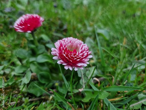 Garden flower zoomed in wit Samsung S22 Ultra